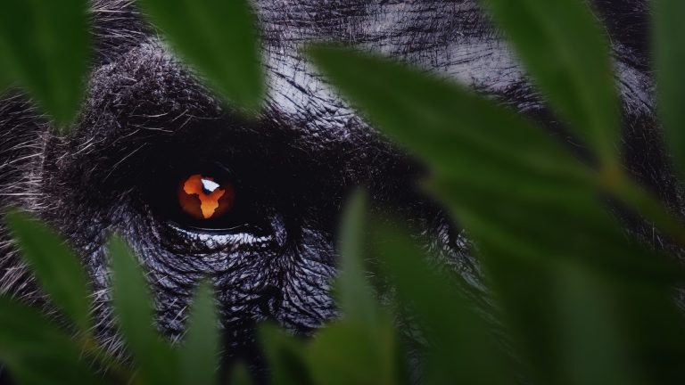 7 Bölümden Oluşan ‘Afrika: Vahşi Yuvamız’,
