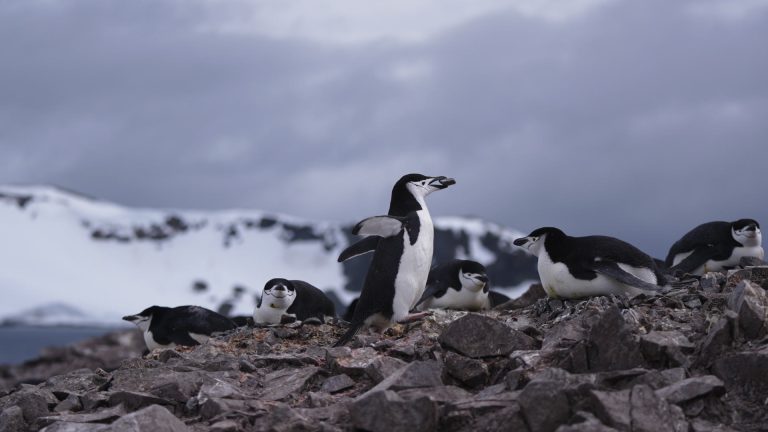 ‘Penguen Dünyası’, 7 Ekim Çarşamba Saat 20.00’de National Geographic WILD Ekranlarında!