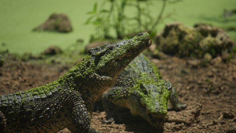 ‘Karayipler’in Vahşi Timsahları’,   25 Ekim Pazar Saat 20.00’de National Geographic WILD Ekranlarında!